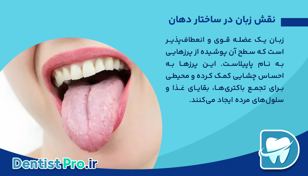 رابطه زبان با سلامت دهان و دندان 26 رابطه زبان با سلامت دهان و دندان